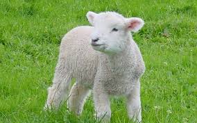 Пошук по тегу: вівці