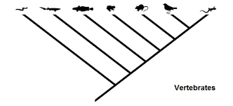 Cladogram Definition And Examples Biology Dictionary