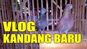 We did not find results for: Kandang Burung Merpati Simpel Murah Merpatiku Youtube