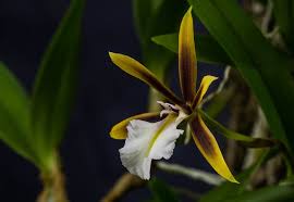 Discussion in 'orchid species' started by milan cz, may 12, 2009. Dinema Polybulbon
