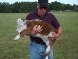They help instill responsibility in children and young adults. Miniature Hereford Calf 3 Days Old Youtube