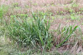 Image result for Panicum