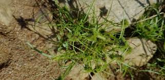 Image result for Lipocarpha rehmannii