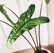 Succulent Garden Care Garden Gardencare Alocasia Zebrina Reticulata Unusual Plants Cactus House Plants Plants