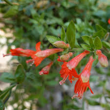 Image result for Epilobium