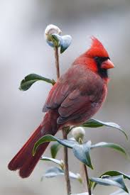 Birds Of Northern Illinois The Northern Cardinal Is The State Bird Of Seven States More Than Any Other Species Illinois Indiana Kentucky Beautiful Birds Cardinal Birds Pretty Birds