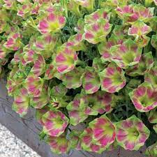 One Of The Most Unusual Tricoloured Petunias We Ve Seen This Unique Bedding Plant Bears Bright Pink Flowers With Yellow Petunia Flower Petunias Bedding Plants