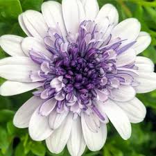 Image result for foto Osteospermum