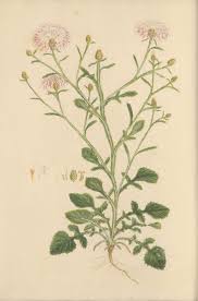 Image result for Vincetoxicum apiculatum