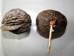 Image result for Raphia ruwenzorica