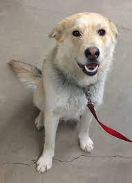 All Adoption Applicants Are Carefully Screened To Ensure Our Animals Are Placed In The Best Possible Home Bc Spca Animals Are M Animals Animal Rescue Dog Info