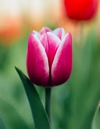 Glenwood Funeral Homes