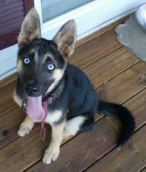 It will not be a double coat. German Shepherd Husky Mix Puppies With Blue Eyes Pets Lovers