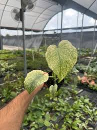 Image result for Monstera