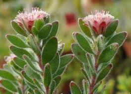 Image result for Calostephane divaricata