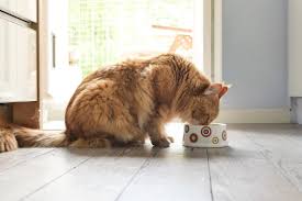 Other prescription hypoallergenic cat foods work for many cats, especially during food trials and when a cat is first diagnosed with a food allergy. The 8 Best Hypoallergenic Cat Foods