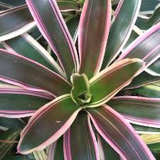 Gelidium merupakan jenis rumput laut merah yang juga merupakan komoditas rumput laut di indonesia yang banyak diekspor. Aneka Jenis Bromelia Untuk Taman Jual Bunga Bromelia Garden Style