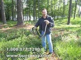 Texas rat snake (elaphe obsoleta lindheimeri or pantherophis obsoleta lindheimeri) as its name implies, texas rat snakes are found throughout texas, though they are also encountered in louisiana, oklahoma and arkansas. Giant 6 Foot Long Black Rat Snake Youtube