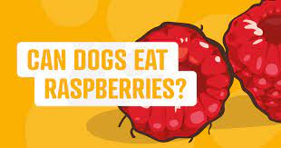 My dog accidentally ate too many raspberries and they have diarrhea, what should i do? Can Dogs Eat Raspberries Pure Pet Food