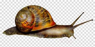 Pond Cartoon Clipart Snail Transparent Clip Art Watch online and download cartoon the snail and the whale full in high quality. pond cartoon clipart snail