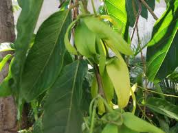 Image result for Cananga