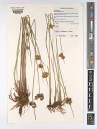 Image result for Cyperus pseudoleptocladus