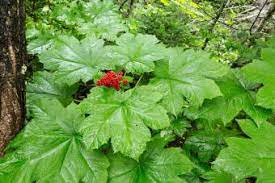 Devil S Club Salve Uses And Diy Lovetoknow