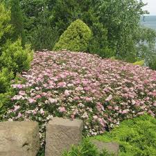 Image result for Spiraea japonica ´Little Princess