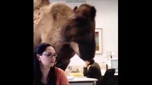 Camel in army dress funny picture. Guess What Day It Is Camel Vine Youtube