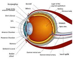 Check spelling or type a new query. Anatomi Mata Manusia Dan Fungsinya Usaha Tiga Dua Satu