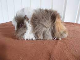 Pin On Cute Emergency Guinea Pigs