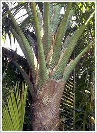 Persebaran Flora Di Indonesia Tanaman Flora Tropis