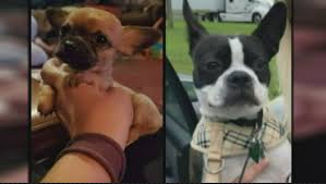 The easy way to search all of craigslist pages in craigslist.org. Craigslist Ny Pets Queens 2021 At Pets Api Ufc Com