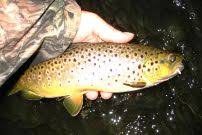 Wiscoy Creek Angler Diary 2012 Nys Dept Of