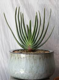The whole plant must receive even light to prevent lopsided growth. Aloe Plicatilis Sucs For You
