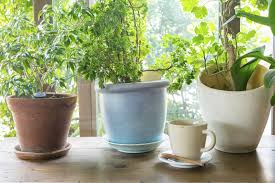 Pests and plant diseases spread much quicker and easier indoors than they do outside, so treat your plants accordingly. Overwintering Plants In Pots Tips On Keeping Plants Alive Through Winter