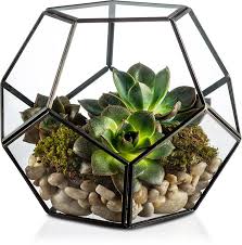 We did not find results for: Why You Should Not Plant Succulents In A Terrarium Succulents Network