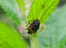 Image result for Canthium bugoyense