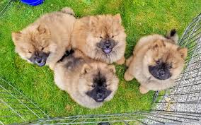 Find eurasier puppies on www.petzlover.c. A Chow Chow Puppy At The Farm The Martha Stewart Blog