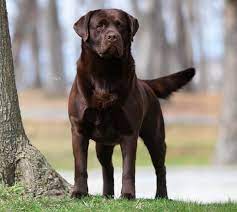 Labrador retriever breeder in ga, lab breeder in ga. Clearwater Labradors Dog Breeding In Tinley Park Illinois
