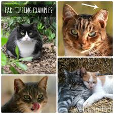 Ok when my cat went into heat, all the behaviour of a cat in heat is very apperent, especially the part where the cat meows really loudyl, it gets 2. Understanding Ear Tipping In Feral Cats Well Minded Pets