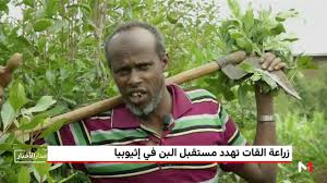 يمد القات الأجسام بالطاقة و الحيوية و النشاط، و يجعلهم قادرين على إنجاز المهام المختلفة دون الشعور بالتعب أو الإرهاق. Ø²Ø±Ø§Ø¹Ø© Ø§Ù„Ù‚Ø§Øª ØªÙ‡Ø¯Ø¯ Ù…Ø³ØªÙ‚Ø¨Ù„ Ø§Ù„Ø¨Ù† ÙÙŠ Ø¥Ø«ÙŠÙˆØ¨ÙŠØ§ Youtube