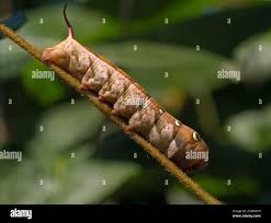 Braune raupe -Fotos und -Bildmaterial in hoher Auflösung – Alamy