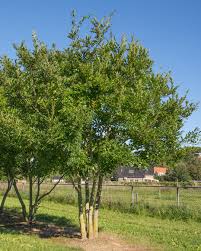Image result for Celtis sinensis