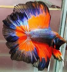  Holid Barzen Barzenholid Profil Pinterest