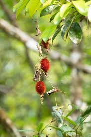 Image result for Raphidiocystis