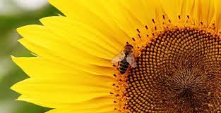 Dari mana asam urat berasal? 5 Manfaat Biji Bunga Matahari Yang Harus Kamu Tahu