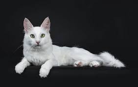 Black And White Cat With Green Eyes Breed Turkish Angora Cat The Ultimate Guide To Their History Types Characteristics Temperament And Care A Cat Breeds Blog Turkish Angora Cat Angora Cats Cat Breeds
