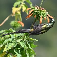 Image result for Crassocephalum montuosum