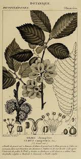 Epingle Sur Les Petites Herbes Magiques